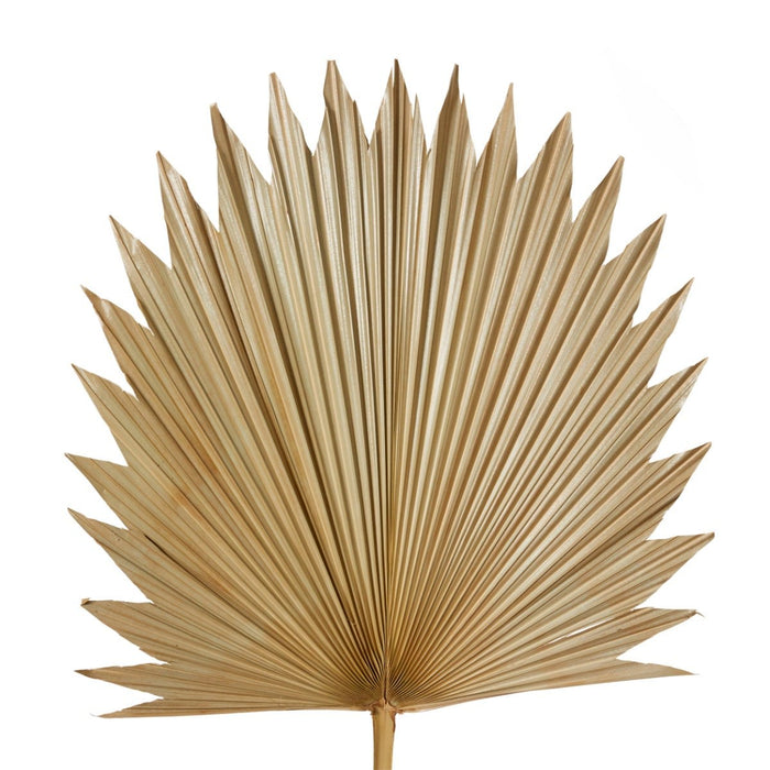 Sun Fan Palm Dried Stem Pack Of 10 - Natural, 103cm (H)