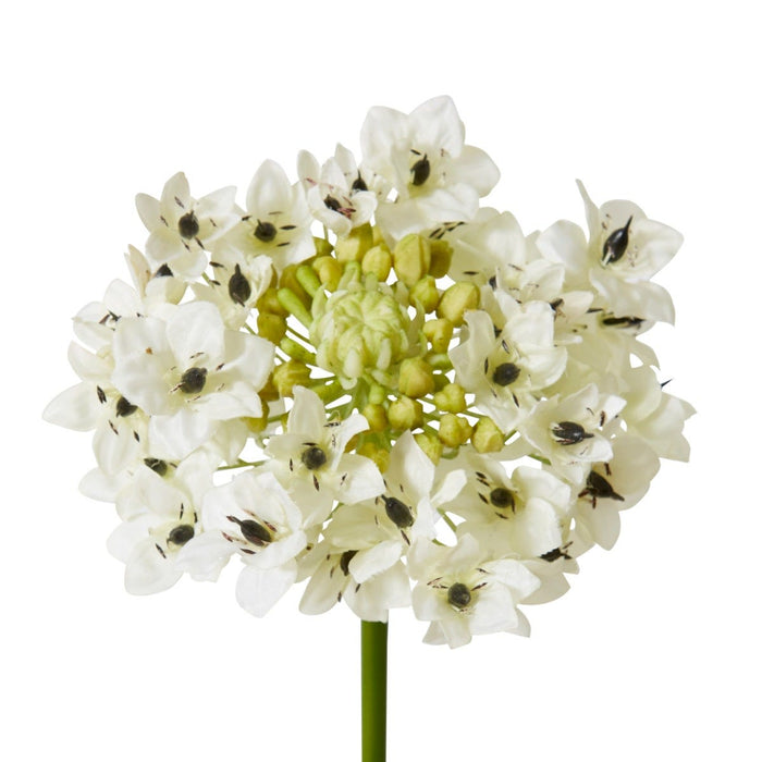 Star Flower Stem Pack of 12 - White, 76cm (H)