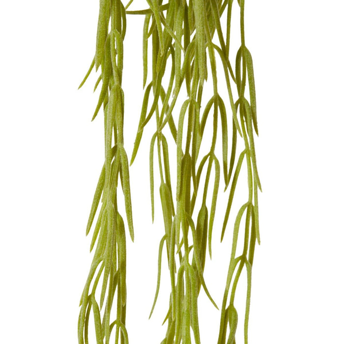 Wax Vine Hanging Plant Pack Of 12 - Grey Green, 53cm (H)
