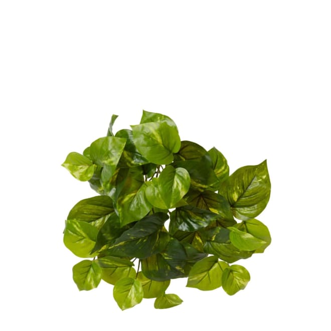 Pothos Golden Plant Pack Of 24 - Variegated, 30cm (H)