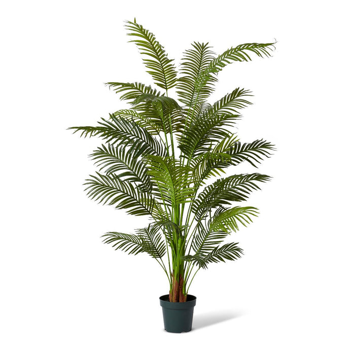Palm Areca - Green, 213cm (H)