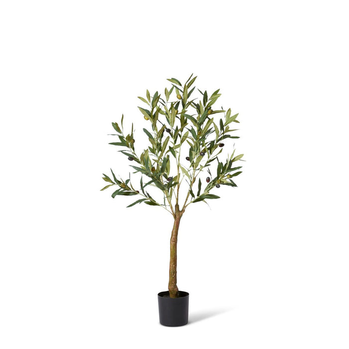 Olive Tree - Grey Green, 91cm (H)