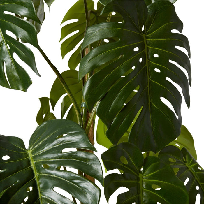 Monstera Vine Plant Potted - Green, 150cm (H)