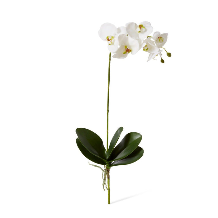 Phalaenopsis Grand Plant Pack of 4 - White, 63cm (H)