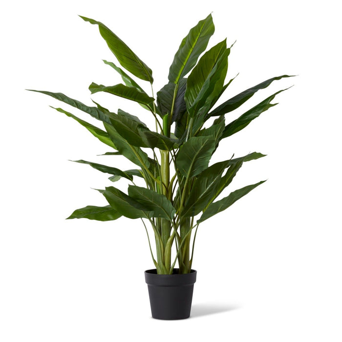 Spathiphyllum Plant Potted - Green, 120cm (H)