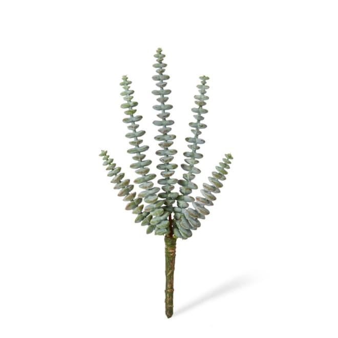 String of Buttons Sedum Stem Pack Of 12 - Grey Green, 25cm (H)