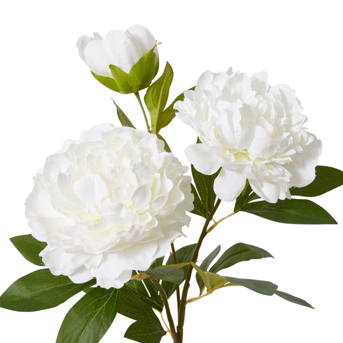 Peony Queen Spray Pack of 12 - White, 76cm (H)