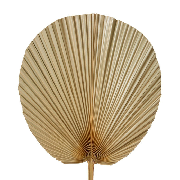 Fan Palm Dried Stem Pack Of 10 - Natural, 73cm (H)