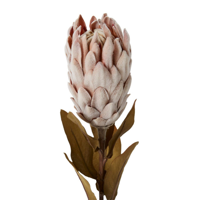 Protea Dried Look Stem Pack of 12 - Brown, 61cm (H)