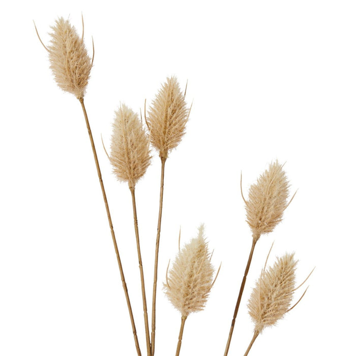 Bunny Tail Spray Pack of 12 - Beige, 71cm (H)