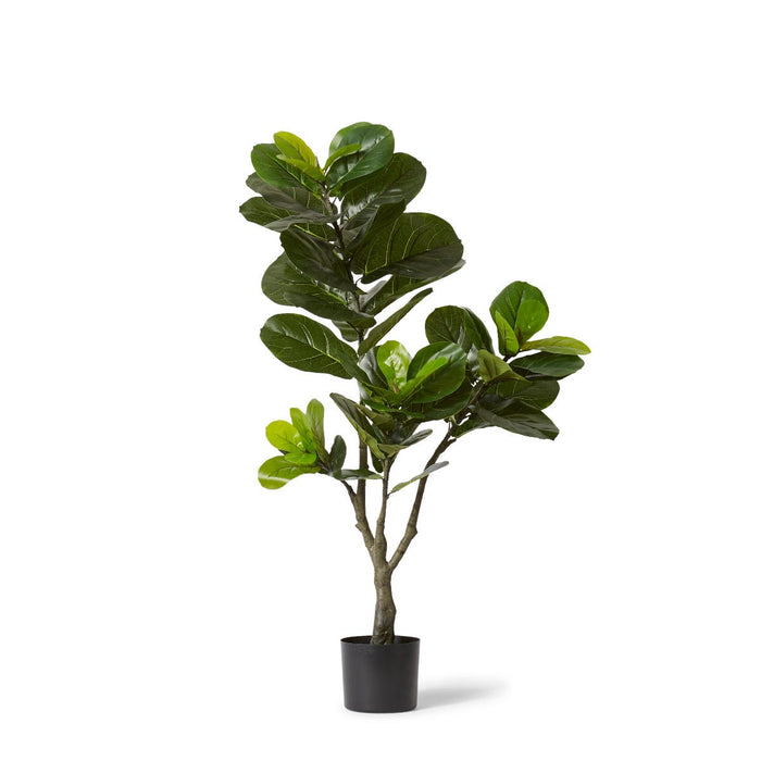 Fiddle Tree - Green, 120cm (H)