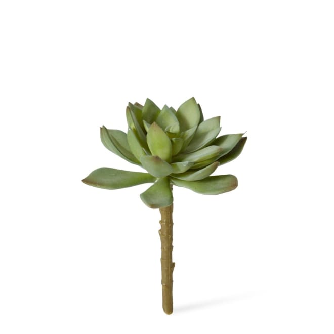 Echeveria Stem Pack Of 12 - Green, 14cm (H)