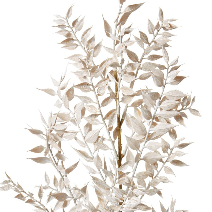 Ruscus Deco Spray Pack of 12 - White, 94cm (H)