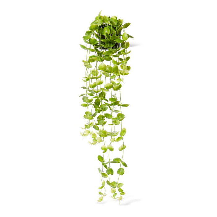 Coin Leaf Hanging Bush Potted - Green, 90cm (H)