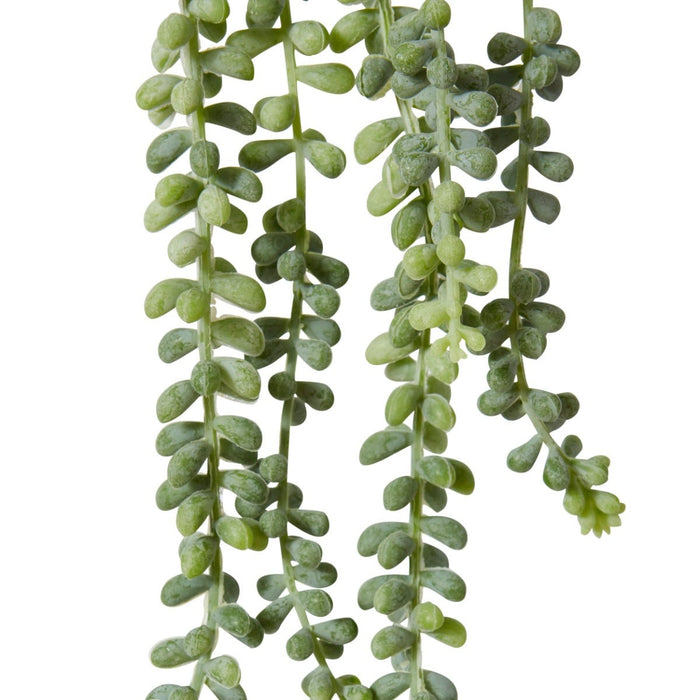 String of Pearls Pack Of 12 - Grey Green, 42cm (H)