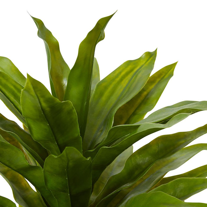 Dracaena Potted (Outdoor) - Green, 68cm (H)