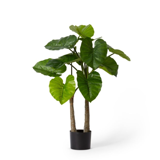 Alocasia Potted - Green, 90cm (H)
