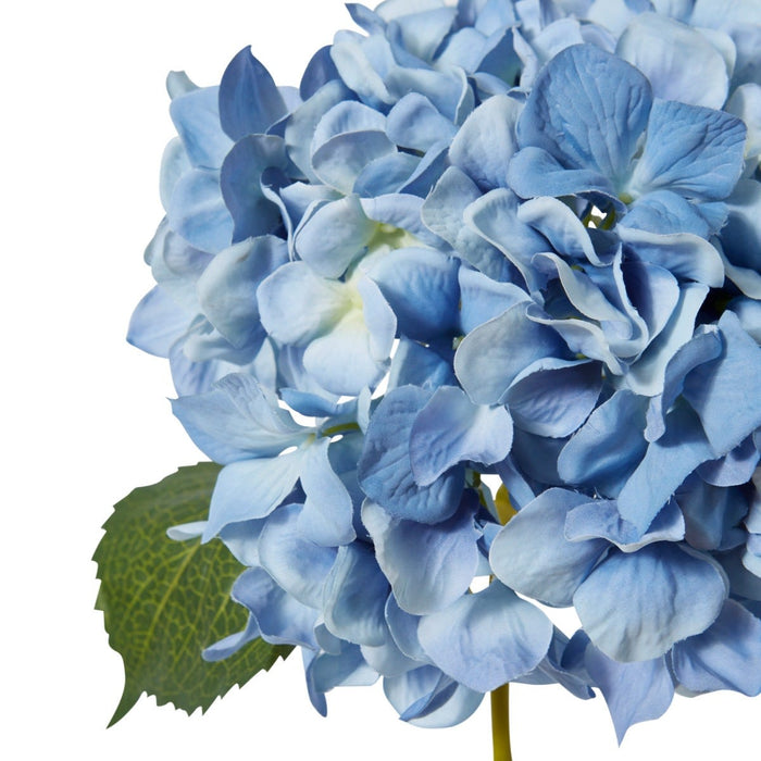 Hydrangea Classic Large Stem Pack of 12 - Blue, 65cm (H)