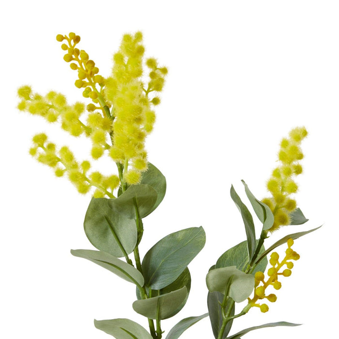 Wattle Spray Pack of 12 - Yellow, 61cm (H)
