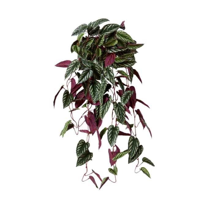 Cissus Hanging Plant Pack of 4 - Variegated, 97cm (H)