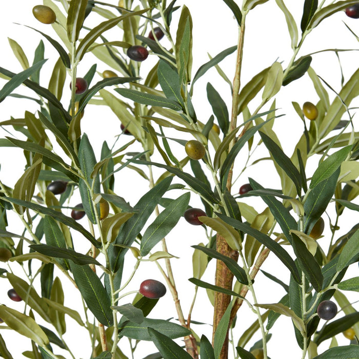 Olive Tree Grey - Grey Green, 183cm (H)