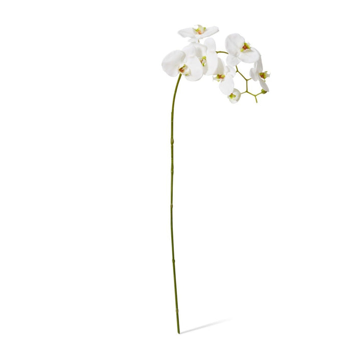 Phalaenopsis Stem Pack of 6 - White, 97cm (H)