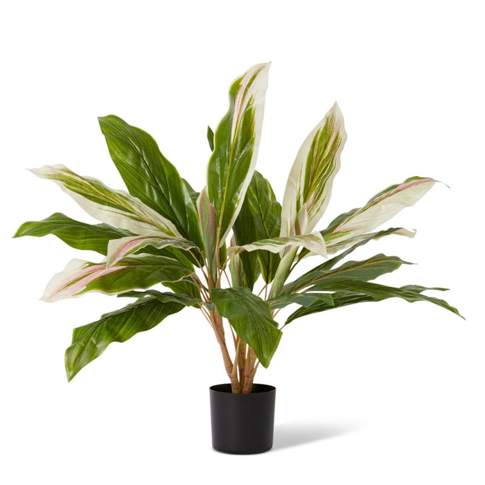 Cordyline Potted - Green Pink, 71cm (H)