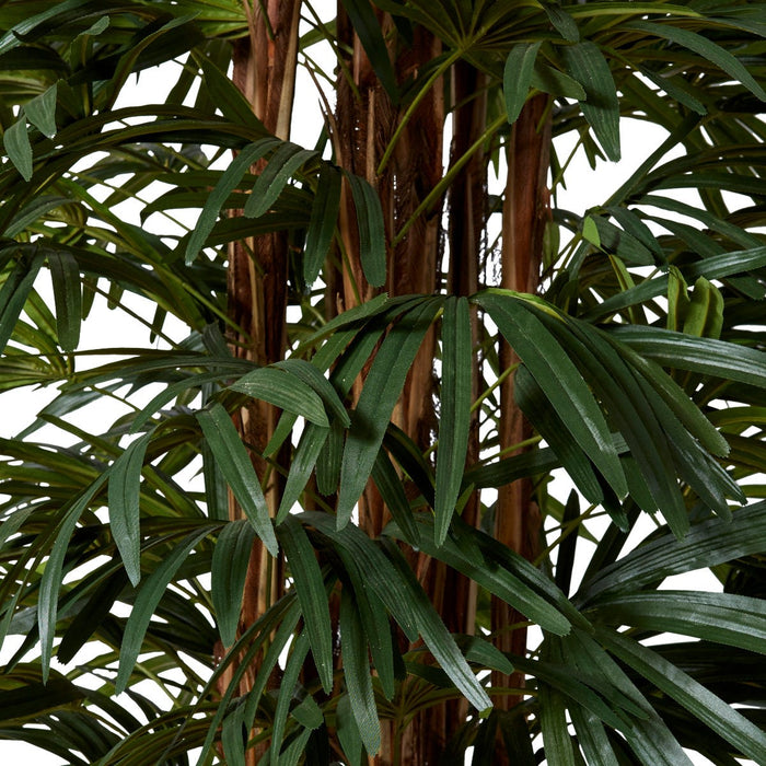 Palm Raphis Lady - Green, 240cm (H)