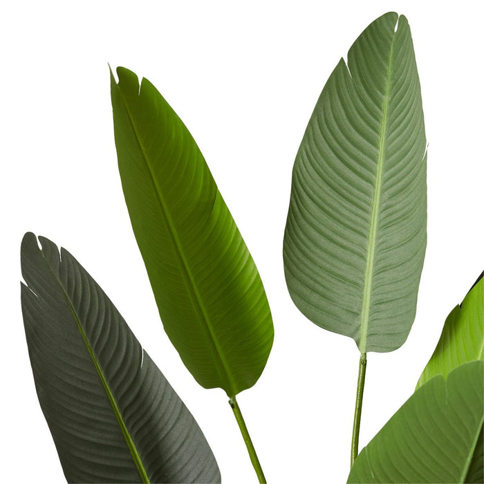 Bird of Paradise - Green, 183cm (H)