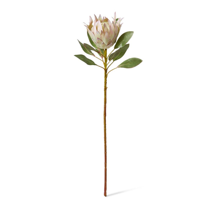 Protea King Stem Pack of 12 - Soft Pink, 73cm (H)
