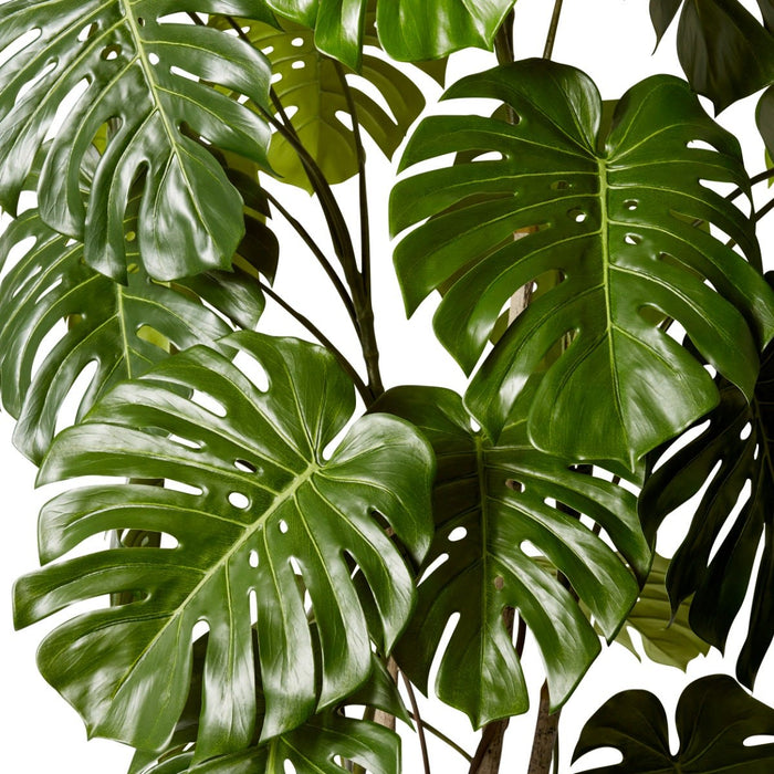 Monstera Vine Plant Potted - Green, 190cm (H)
