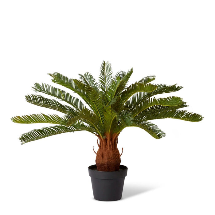 Cycas Plant Potted - Green, 72cm (H)