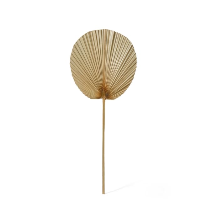 Fan Palm Dried Stem Pack Of 10 - Natural, 73cm (H)
