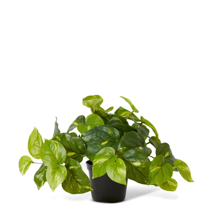 Pothos Golden Potted - Variegated, 24cm (H)