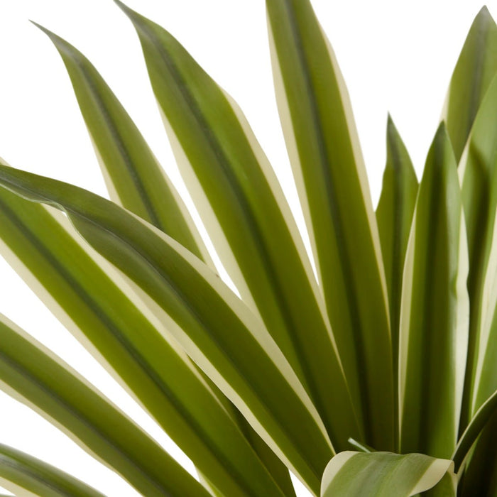 Sisal Agave Potted - Variegated, 70cm (H)
