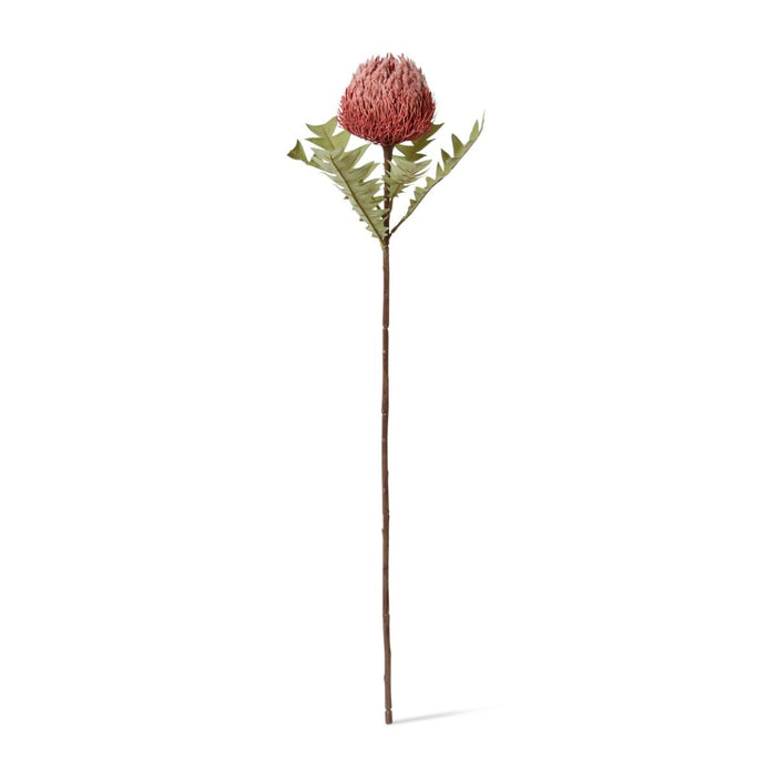 Banksia Baxteri Stem Pack of 12 - Dusty Pink, 69cm (H)