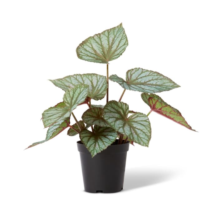 Begonia Re x Potted - Variegated, 47cm (H)