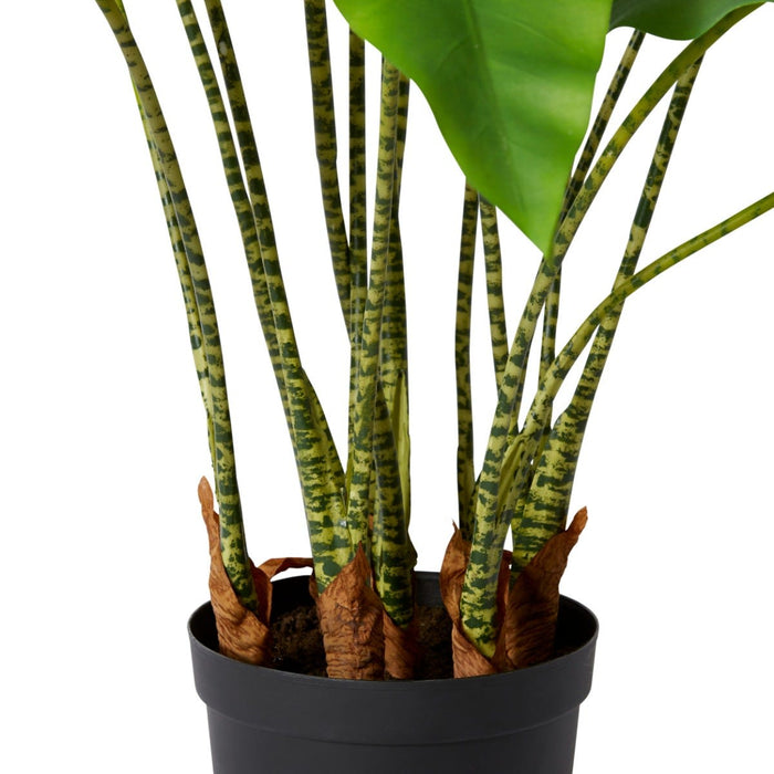 Zebra Plant Potted - Green, 110cm (H)