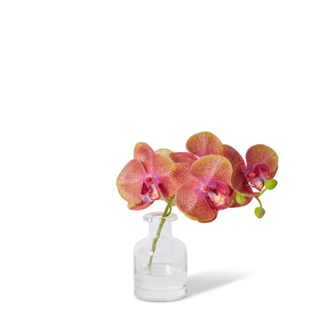 Phalaenopsis Orchid in Vase - Green/Burgundy, 20cm (H)