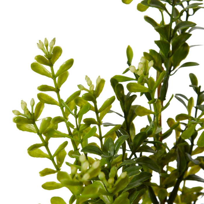 Boxwood Seeding Bush (Outdoor) Pack of 12 - Green, 51cm (H)