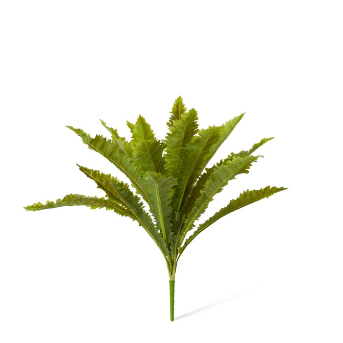 Fern Asplenium Pack of 12 - Green, 52cm (H)