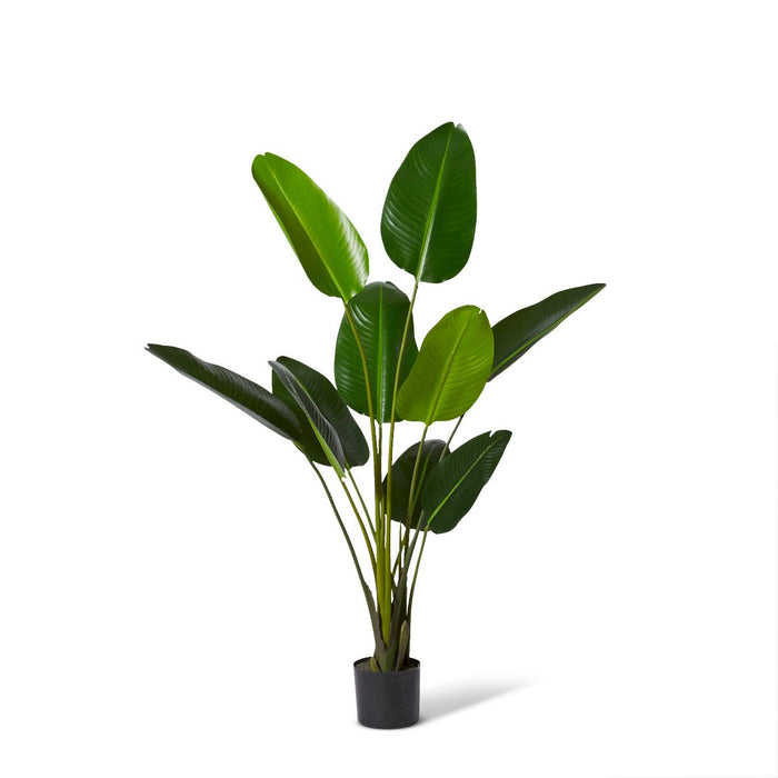 Bird of Paradise Grand - Green, 152cm (H)