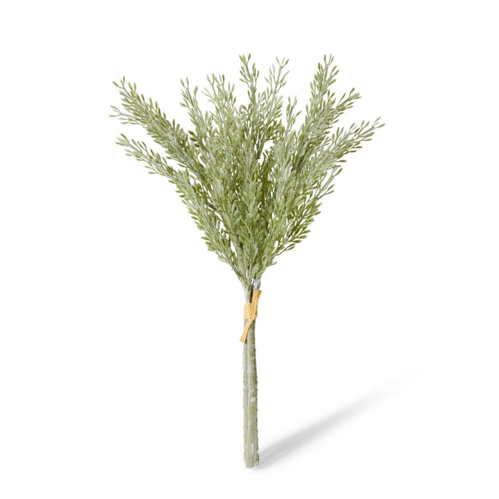 Dusty Miller Bundle Pack of 24 - Sage, 40cm (H)