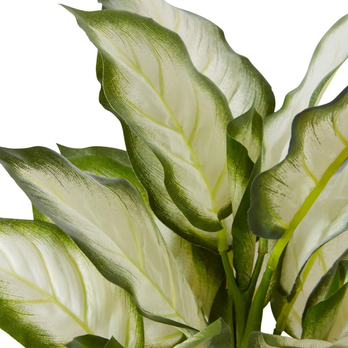 Alaonema Bush Pack of 2 - White Green, 40cm (H)
