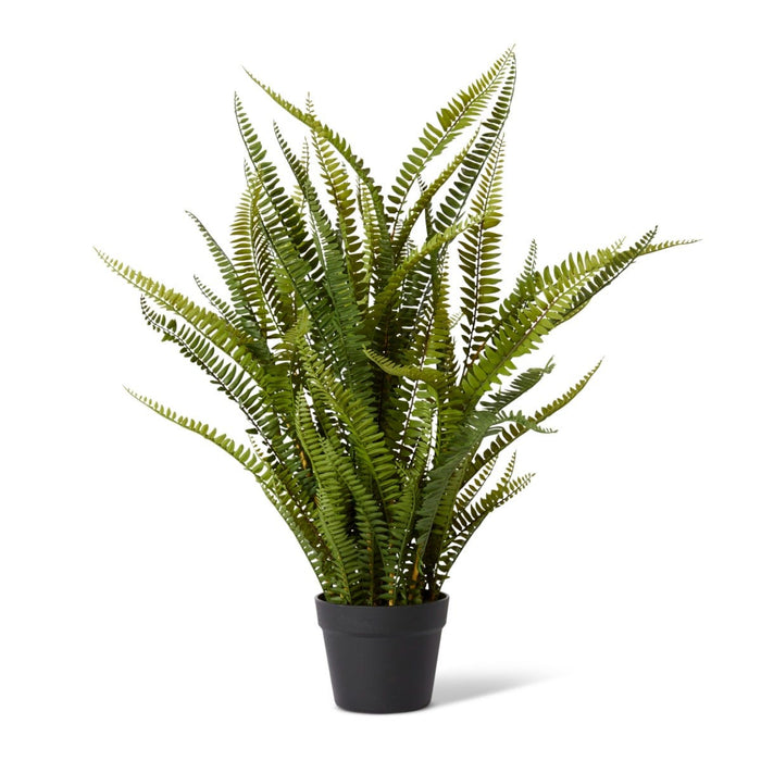 Fern Boston Potted - Green, 86cm (H)