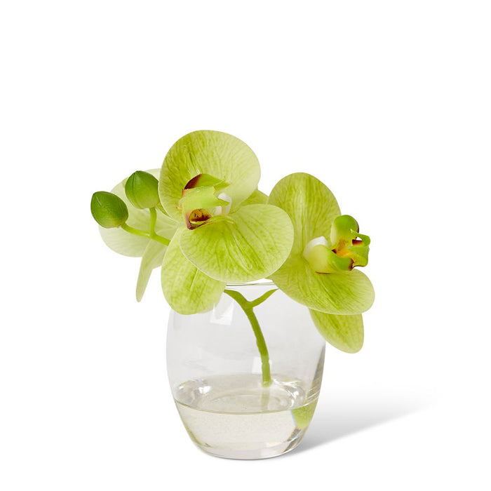 Phalaenopsis - Green/Clear, 15cm (H)