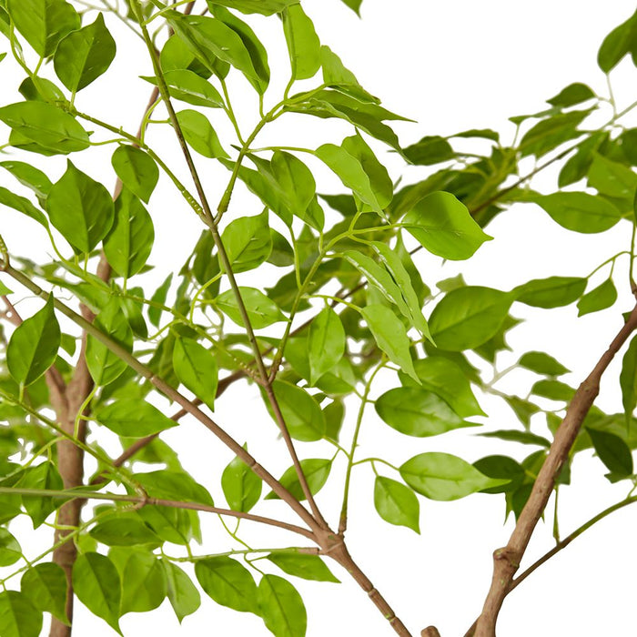 China Doll Tree - Green, 235cm (H)
