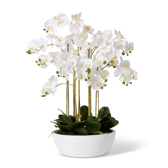 Phalaenopsis Curved Bowl - White/White, 85cm (H)