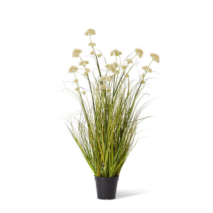 Grass Pom Pom Reed Potted - Green/Cream, 91cm (H)