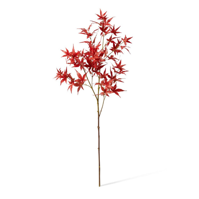 Maple Japanese Spray Pack of 12 - Red, 95cm (H)